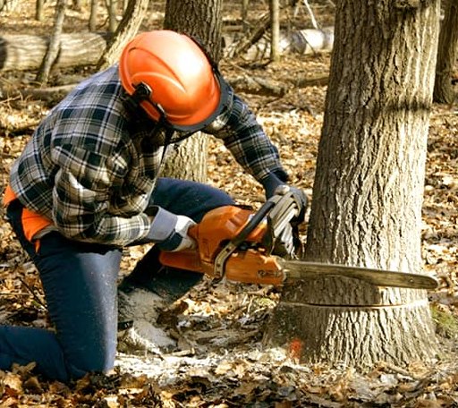 Tree Removal in Stevenson, MD